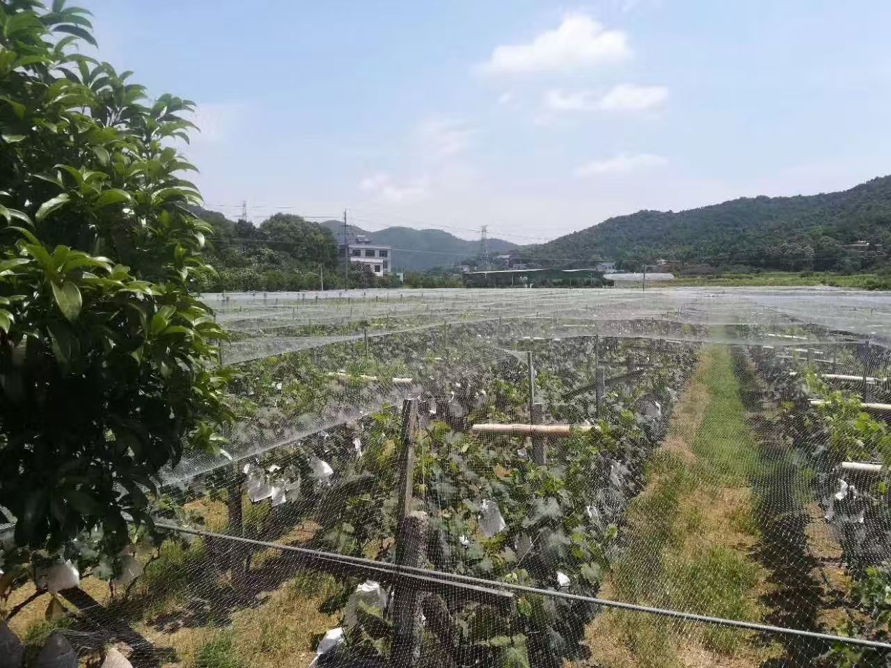 防鸟网